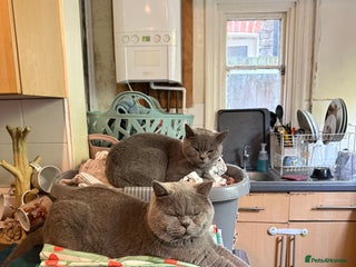 British Shorthair cats - Advert 19