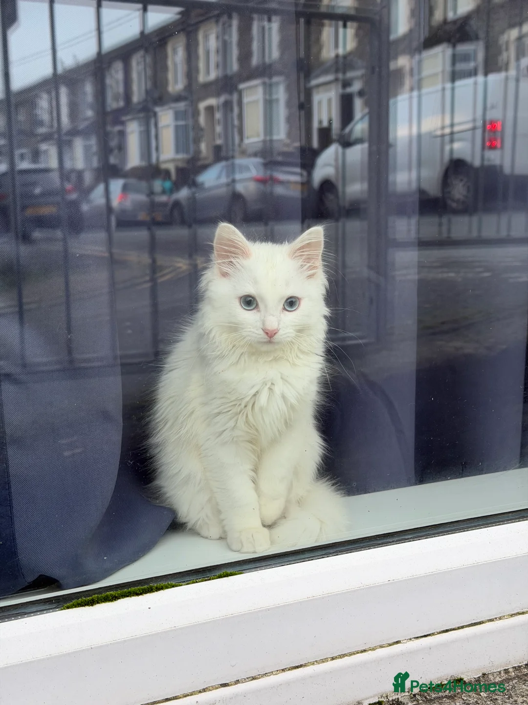 Ragdoll cats for sale: White ragdoll  in Bargoed - Advert 5