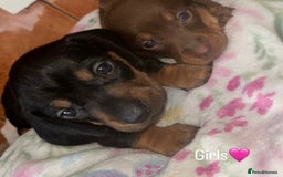 Miniature Dachshund dogs for sale: READY TO LEAVE BLACK/TAN MINIATURE DACHSHUND KC  - Image 16