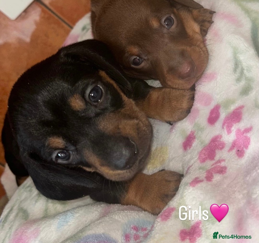 Miniature Dachshund dogs for sale: READY TO LEAVE BLACK/TAN MINIATURE DACHSHUND KC  - Image 16