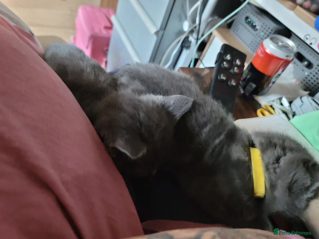 Mixed Breed cats for sale: Russian blue x - Advert 2