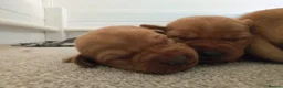 Labrador Retriever dogs for sale: KC Registered Fox Red Labrador  - Advert 6