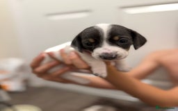 Miniature Dachshund dogs for sale: 4 MINIATURE DACHSHUND PUPPIES 🤍  - Image 6