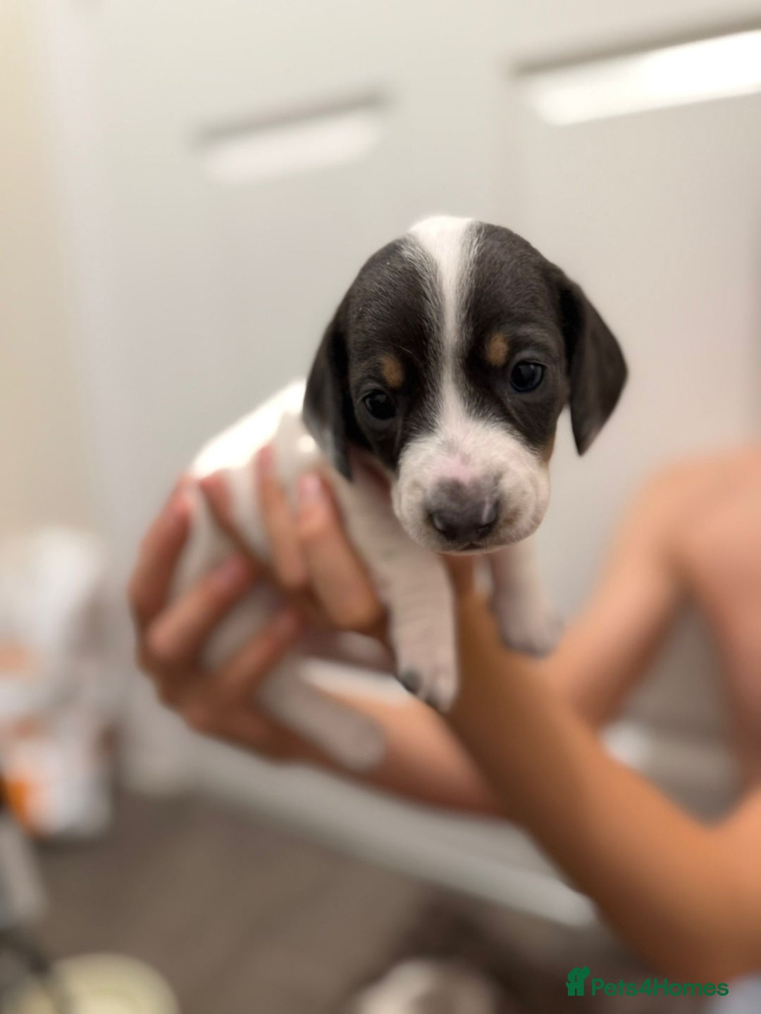 Miniature Dachshund dogs for sale: 4 MINIATURE DACHSHUND PUPPIES 🤍  - Image 6