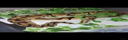Python Snake reptiles for sale:  Ball python Beautiful morphs for sale  - Advert 4