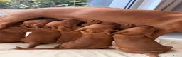Hungarian Vizsla dogs for sale: Gorgeous Vizsla puppies (DOB18/4) 2 girls, 2 boys - Advert 3