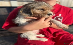 Mixed Breed dogs for sale: Beagle Cross puppies  - Image 3