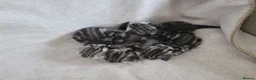 British Shorthair cats for sale: Original BSH Silver Tabby kittens  - Advert 28