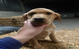 Labrador Retriever dogs for sale: KC Registered Fox Red & Yellow Labradors - Image 15
