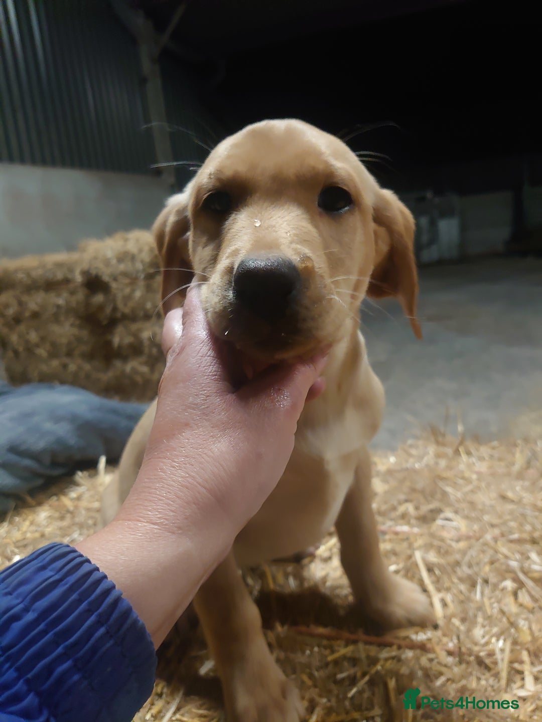 Labrador Retriever dogs for sale: KC Registered Fox Red & Yellow Labradors - Image 15