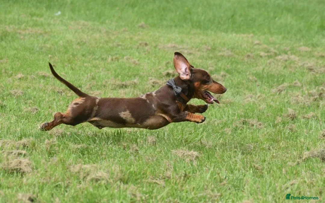 Miniature Dachshund dogs for stud: SLICE - Super Chocolate Dapple Miniature Stud in Dalry - Advert 33