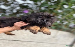 Shih Tzu dogs for sale: Fluffy little Shih tzu pups - Image 4