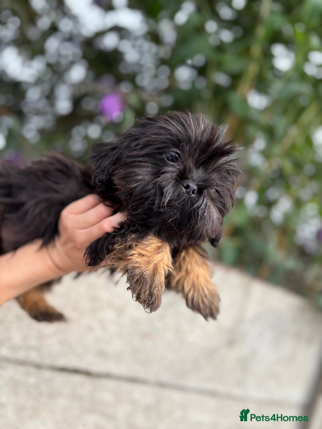 Shih Tzu dogs for sale: Fluffy little Shih tzu pups - Image 4
