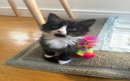 Mixed Breed cats for sale: 2 girl kittens - Image 1