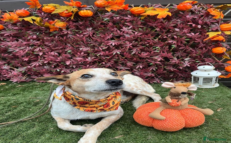Mixed Breed dogs - Advert 12