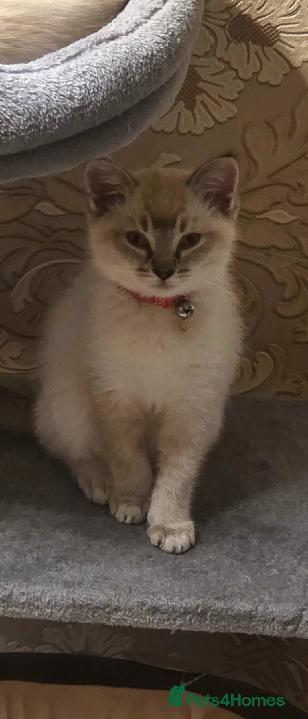 Ragdoll cats for sale: Rehoming  - Advert 1