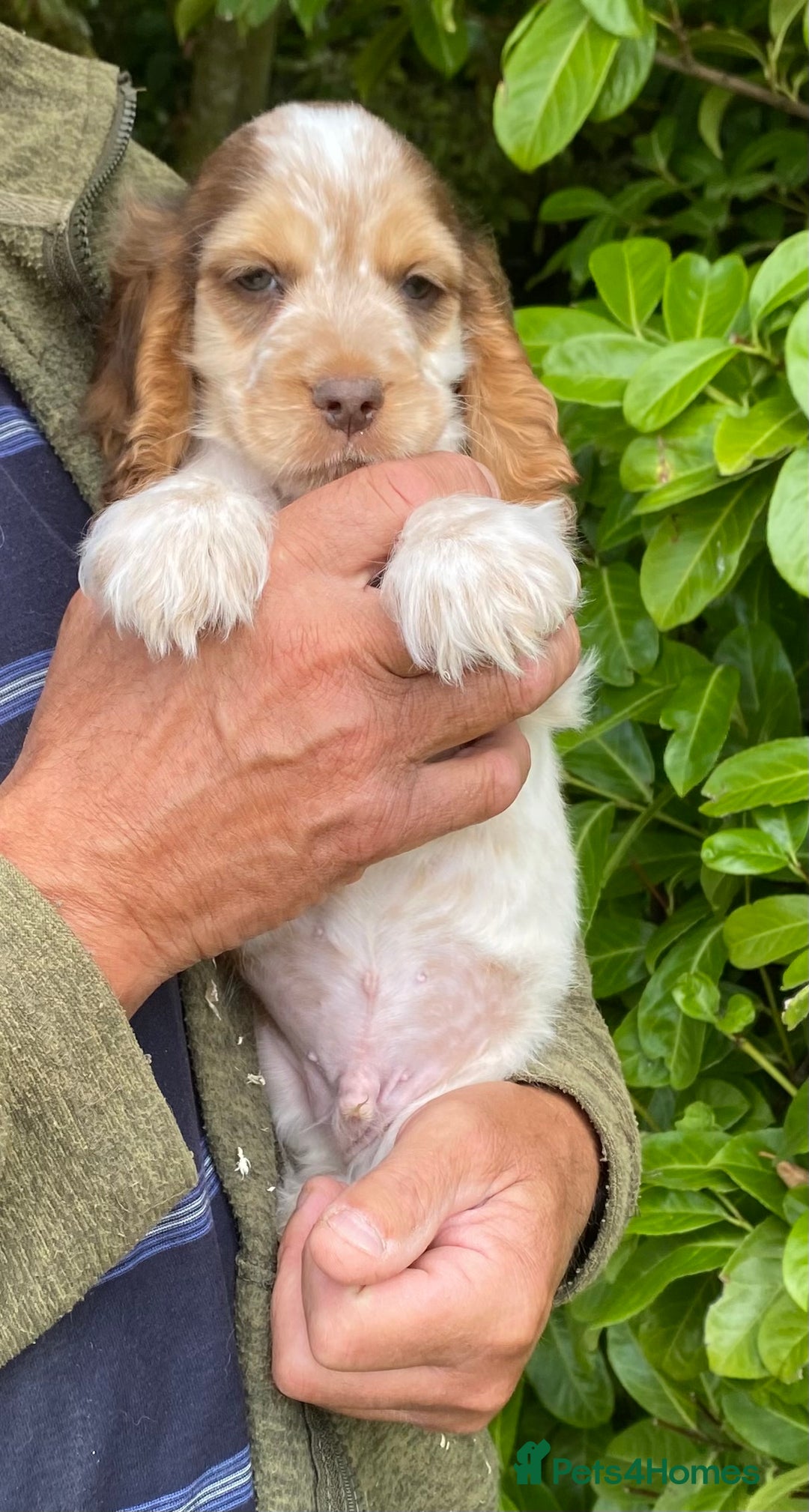 Cocker Spaniel dogs for sale: Adorable Show cocker spaniel puppies - Image 3