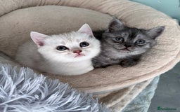 British Shorthair cats for sale: 1 Smoky Female British shorthair  - Image 4