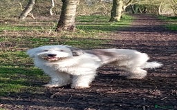 Sheepadoodle dogs for sale: Sheepadoodle puppies F1 - Image 5