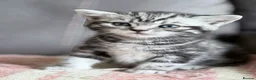 British Shorthair cats for sale: GCCF reg BSH BLACK SILVER TABBY KITTENS - Advert 12