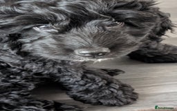 Cockapoo dogs for sale: Cockerpoos  - Image 13