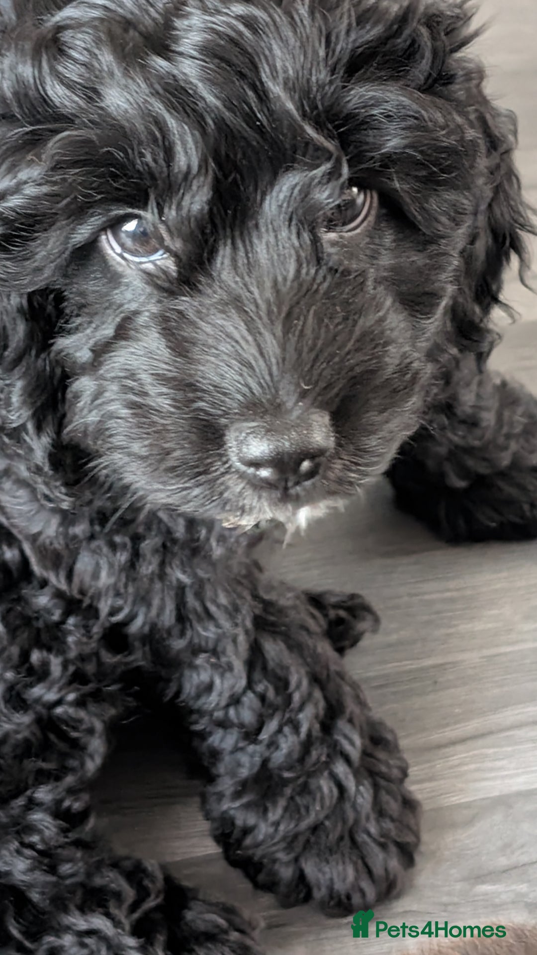 Cockapoo dogs for sale: Cockerpoos  - Image 13