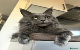 Maine Coon cats for stud: Marley available for stud duties!  - Image 4