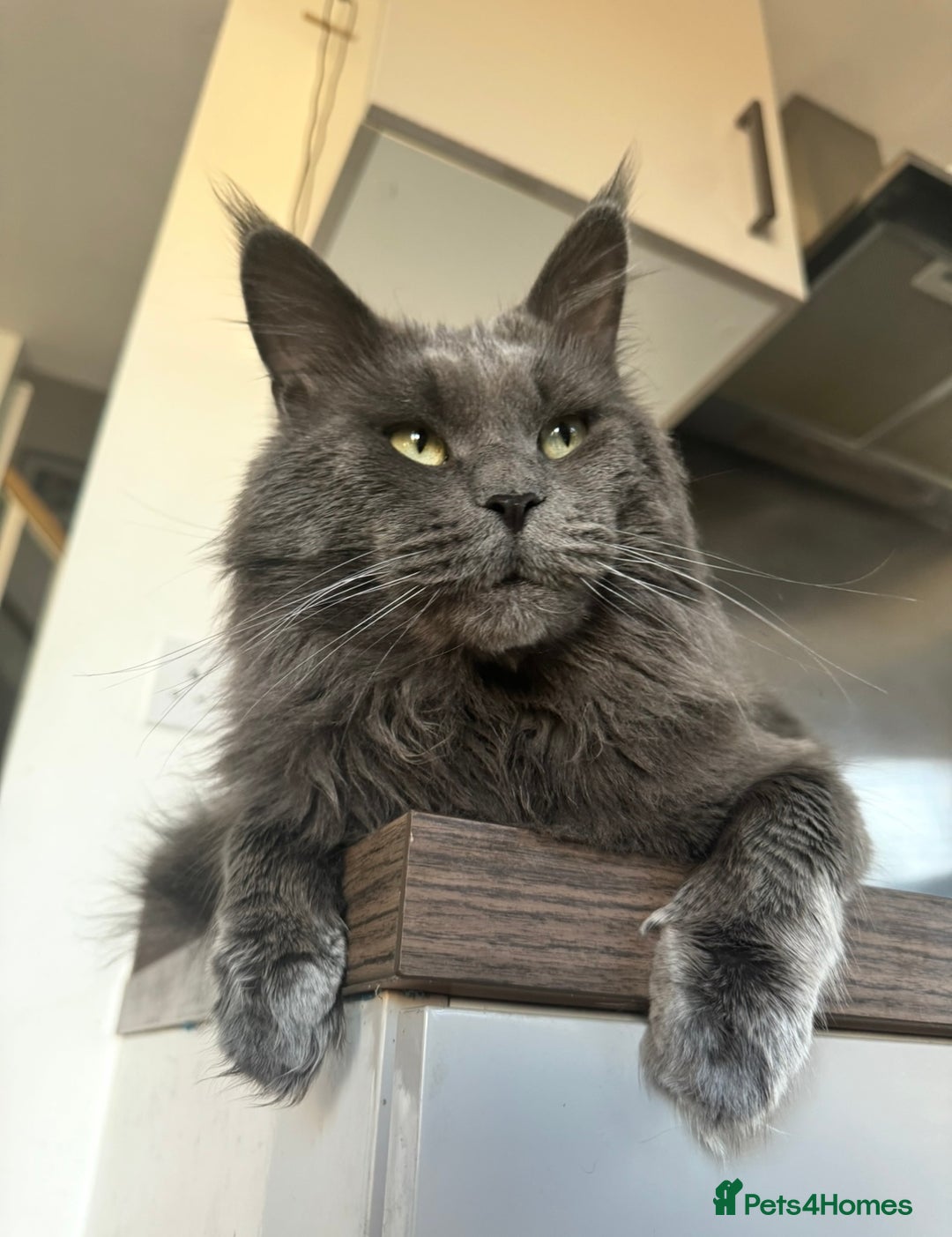 Maine Coon cats for stud: Marley available for stud duties!  - Image 4