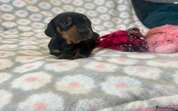Dachshund dogs for sale: Standard smooth dachshunds from champion parents - Image 3