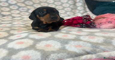 Dachshund dogs - Advert 2