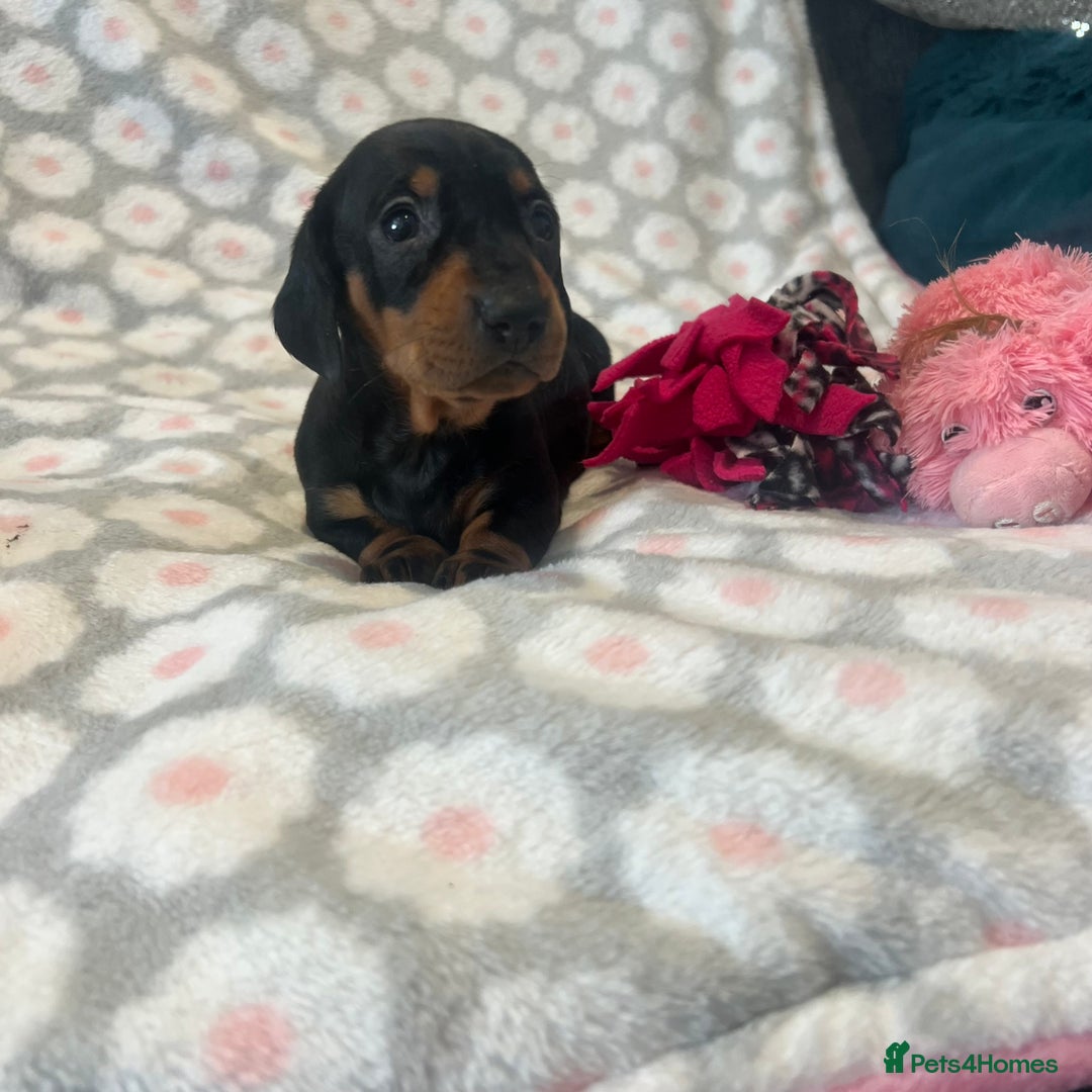 Dachshund dogs for sale: Standard smooth dachshunds from champion parents - Image 3