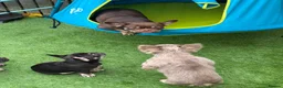 French Bulldog dogs for sale: Fluffy Gene French Bulldogs  in Glasgow - Advert 1