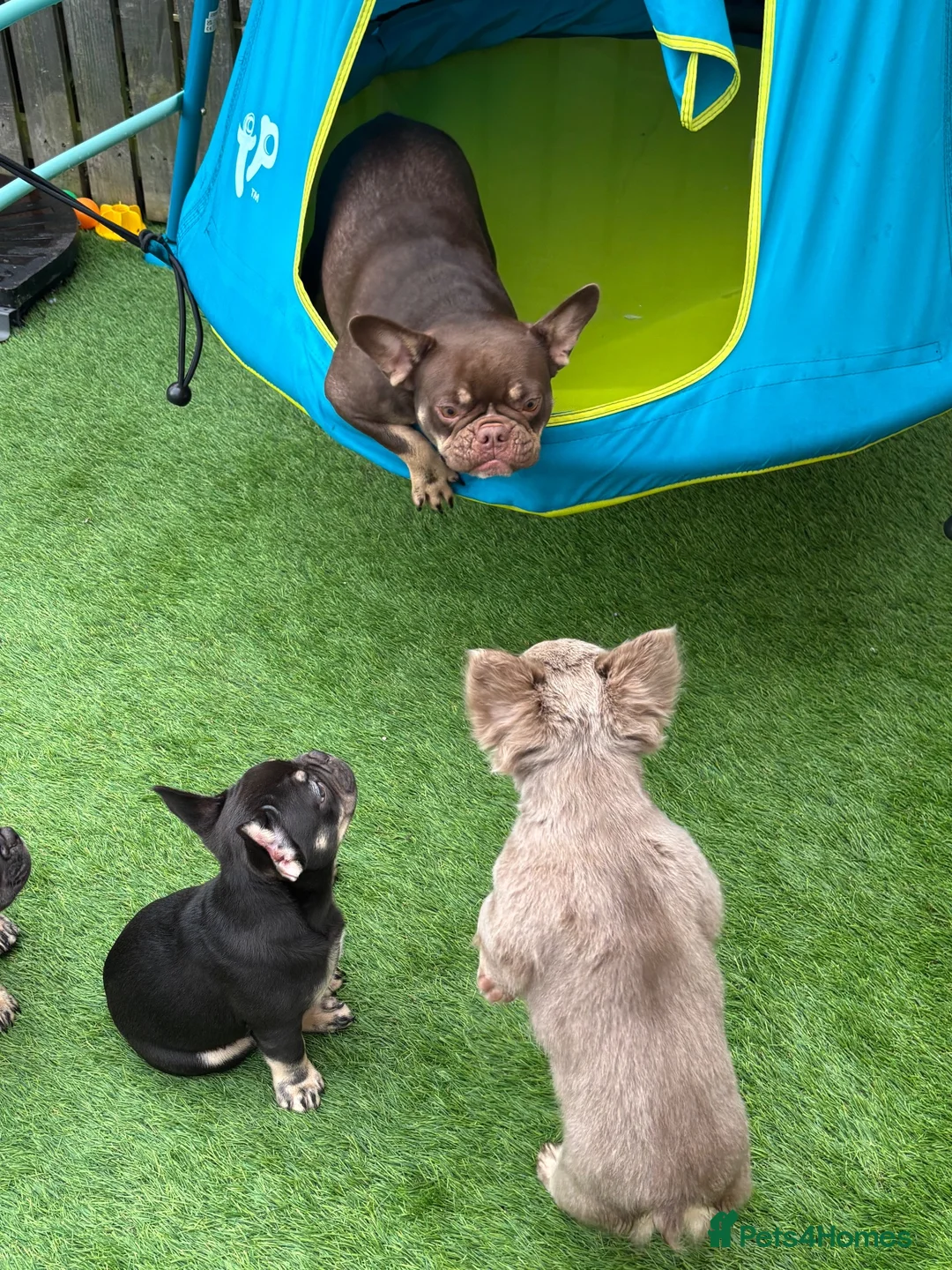 French Bulldog dogs for sale: Fluffy Gene French Bulldogs  in Glasgow - Advert 1