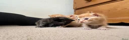 Mixed Breed cats for sale: Litter of 5 kittens  in Eye - Advert 9