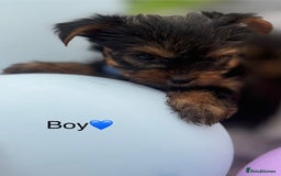 Yorkshire Terrier dogs for sale: Miniature Yorkshire terrier - Image 1