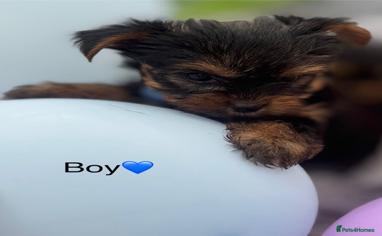 Yorkshire Terrier dogs - Advert 1