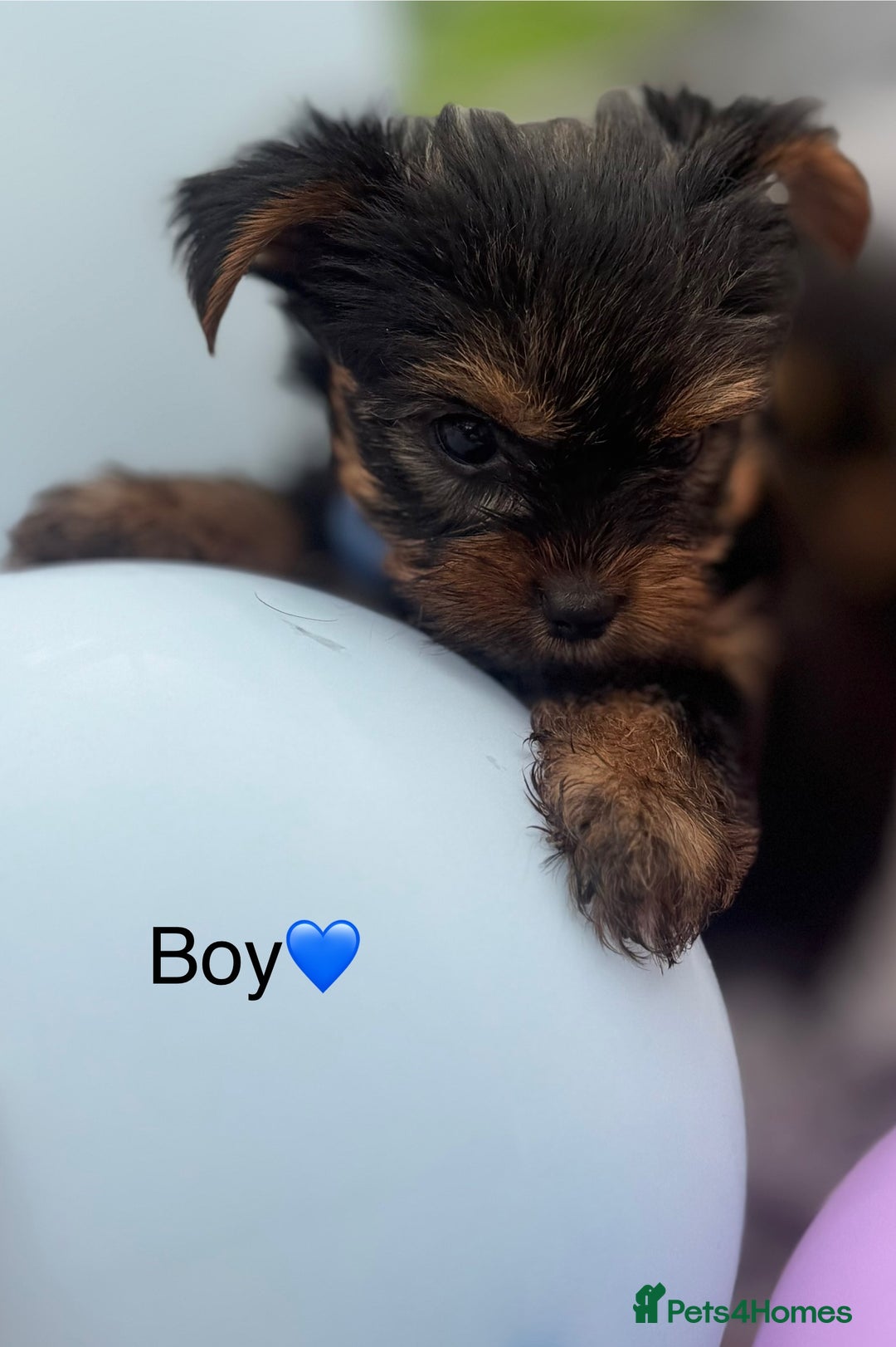 Yorkshire Terrier dogs for sale: Miniature Yorkshire terrier - Image 1