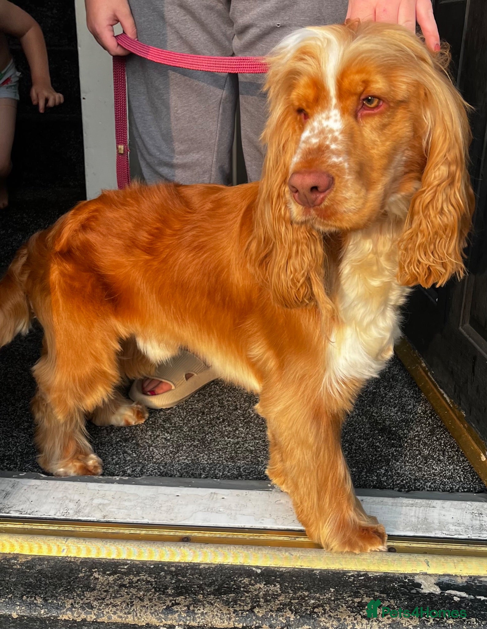 Cocker Spaniel dogs KC REG SHOW COCKER SPANIEL  - Advert 2