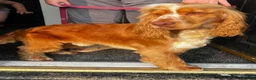 Cocker Spaniel dogs for sale: KC REG SHOW COCKER SPANIEL  - Advert 1