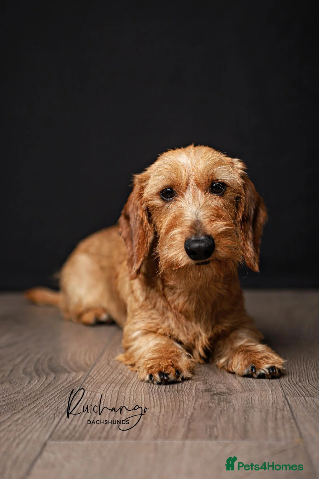 Miniature Dachshund dogs for stud: UK Champion - IDVV 0 scored – Available at Stud - Advert 5