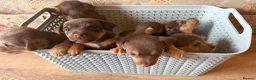 Jack Russell dogs for sale: Jack Russell Puppies - Advert 2