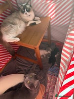 Ragdoll cats - Advert 4