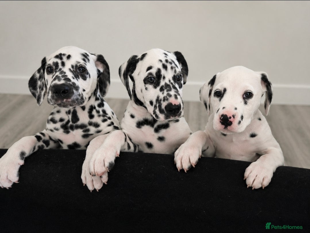 Dalmatian dogs 🤍🖤1 Girl 2 Boys left. READY NOW 🤍🖤 - Advert 6