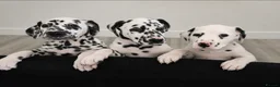 Dalmatian dogs for sale: 🤍🖤1 Boy left. READY NOW 🤍🖤 - Advert 7