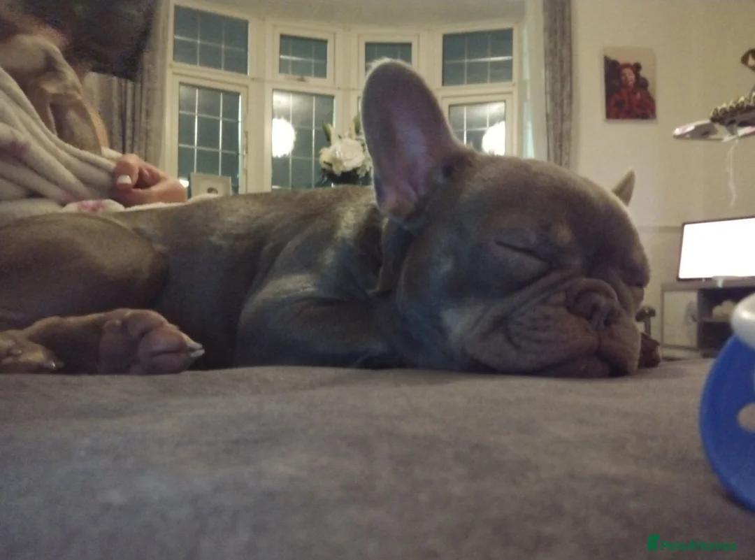 French Bulldog dogs for sale: 🩷 Bella 🩷 - Advert 2