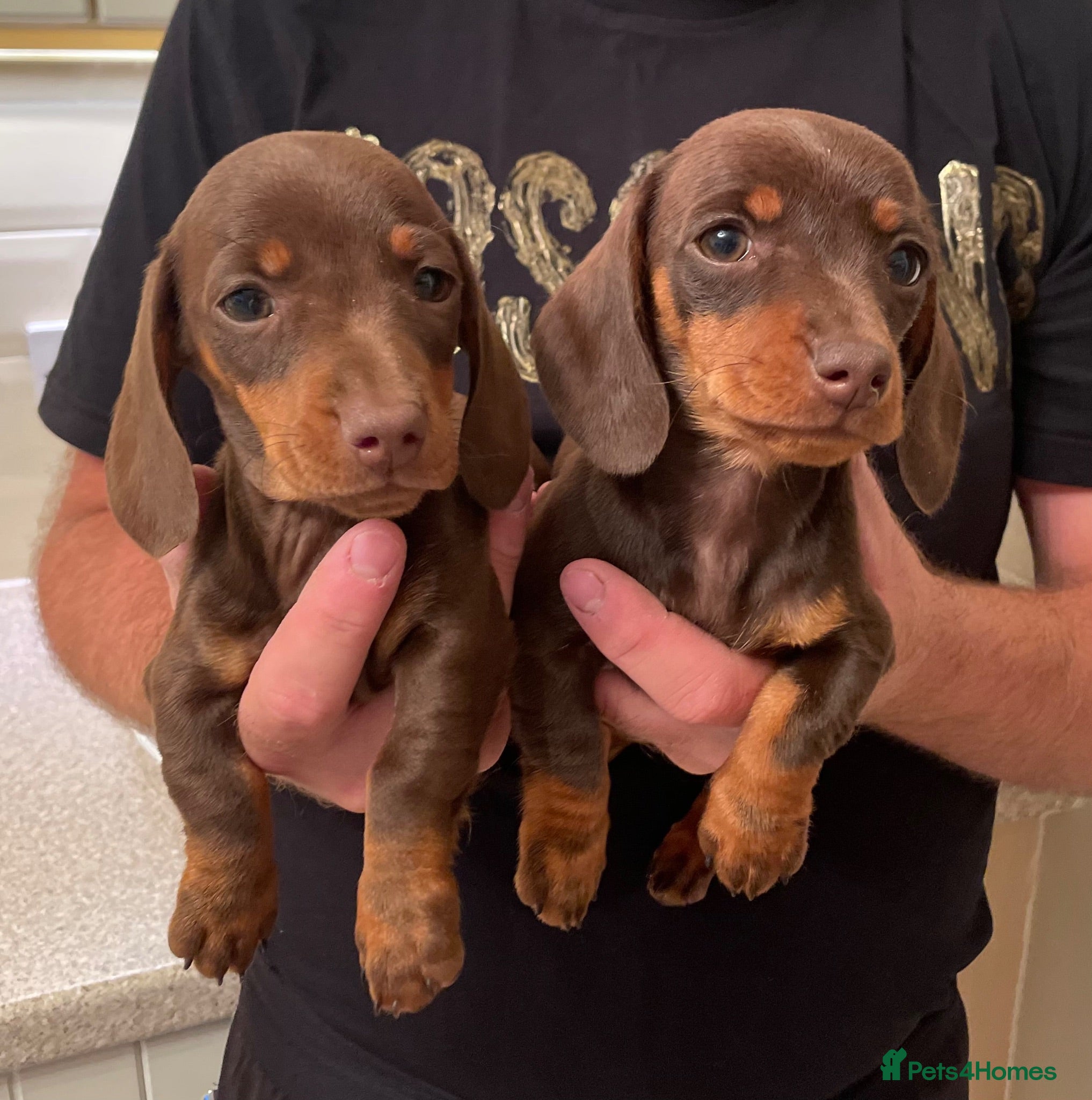 Miniature Dachshund dogs Miniature Dachshund Puppies - Advert 1