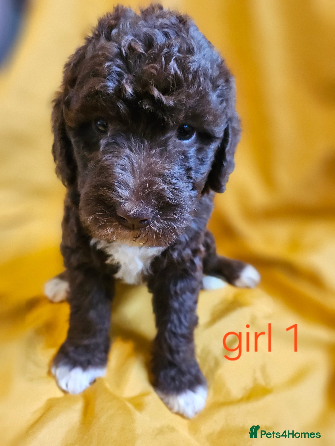 Mixed Breed dogs for sale: Miniature labradoodle cockapoo bedlington pup - Image 32
