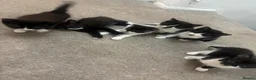 British Shorthair cats for sale: Beautiful black and white kittens ready - Advert 11