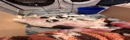English Springer Spaniel dogs for sale: Beautiful litter of springer spaniels in Bristol - Advert 2