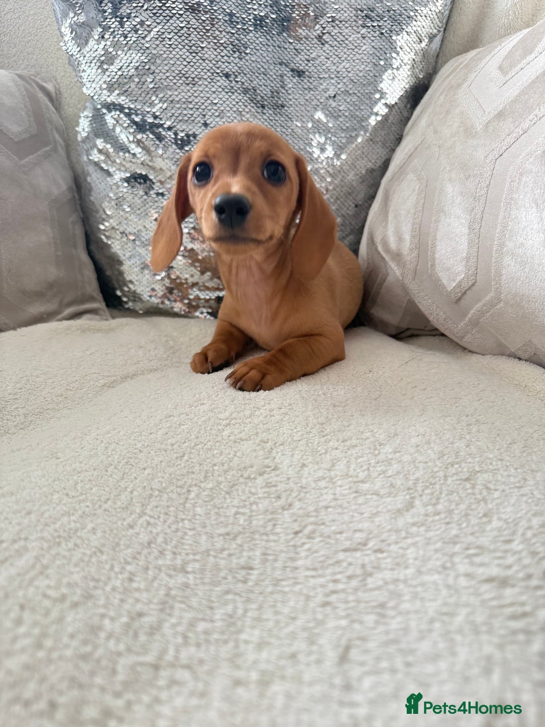 Miniature Dachshund dogs for sale: Miniature red dachshunds - Image 13